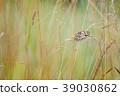 Marbled White, Melanargia galathea 39030862