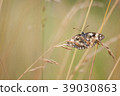 Marbled White, Melanargia galathea 39030863