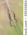 Wasp Spider, Argiope bruennichi 39030864