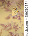 Sooty Copper, Lycaena tityrus 39030874