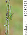 Great Green Bush-Cricket, Tettigonia viridissima 39030876
