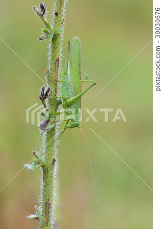 Great Green Bush-Cricket, Tettigonia viridissima 39030876