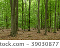 Forest in summer 39030877