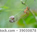 Tetragnathid spiders, Metellina 39030878
