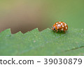 Cream-spot ladybird, Calvia quatuordecimguttata 39030879