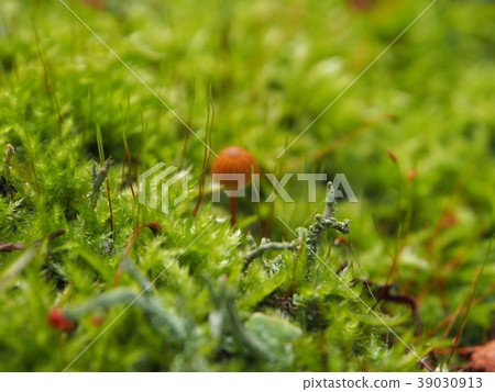 蘑菇 蘑菇 39030913