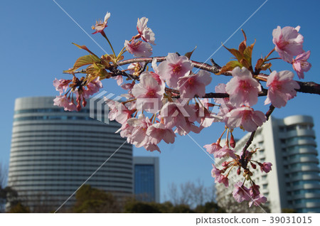 2018 Sakura in Kobe Port Island 39031015