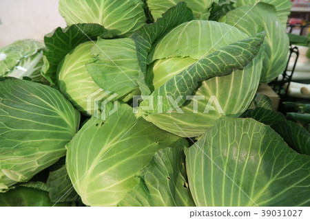 cabbage  39031027