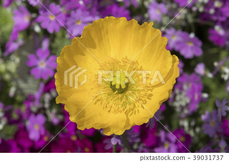 Yellow Poppy Flower 39031737