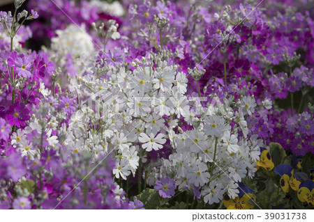 Primula Maracoides in full bloom Primula Maracoides in full bloom 39031738