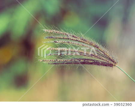 Close up grass flower 39032360
