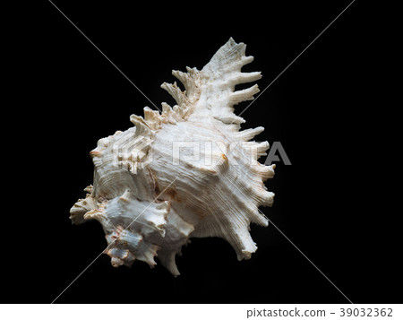 Closeup seashell on black Closeup seashell on black 39032362