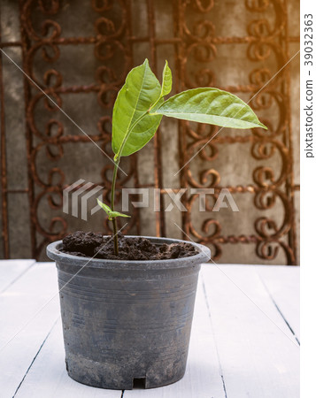 Jackfruit grow in pot on white wooden Jackfruit grow in pot on white wooden 39032363