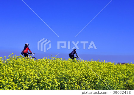 Cycling on the bicycle path where rape blossoms bloom on the riverbed in early spring 39032458