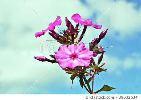 Pink flowers of phlox. Pink flowers of phlox. 39032634