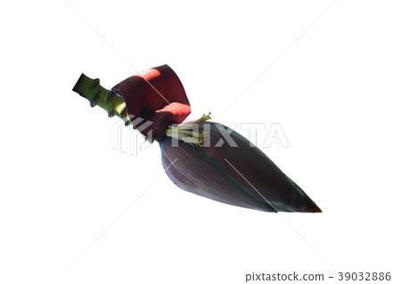 Blossom of the banana tree isolated Blossom of the banana tree isolated 39032886