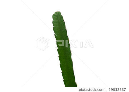 Dragon fruit tree on white background. Dragon fruit tree on white background. 39032887