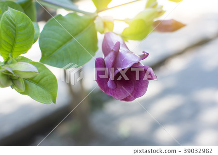 Allamanda blanchetii flower with soft light. Allamanda blanchetii flower with soft light. 39032982