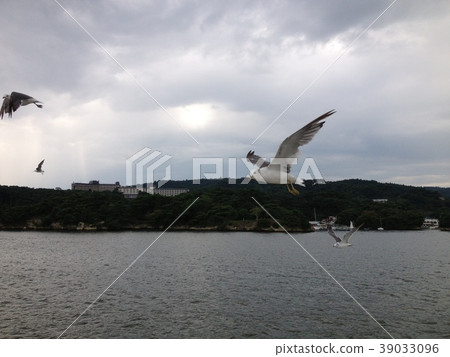 松島海鷗風景 39033096