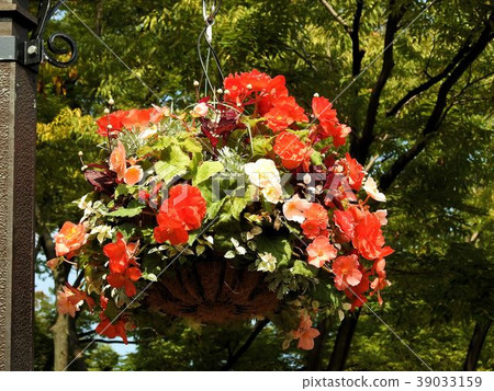 Hanging Flower / Hibiya Park Hanging Flower / Hibiya Park 39033159