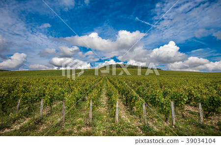 The Grand Cru vineyards of Chablis, France The Grand Cru vineyards of Chablis, France 39034104
