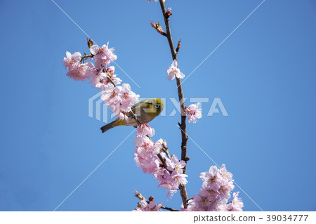 大白櫻花 39034777