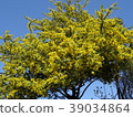 一棵大含羞草樹和藍天在盛開 39034864