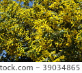 含羞草花盛開 39034865