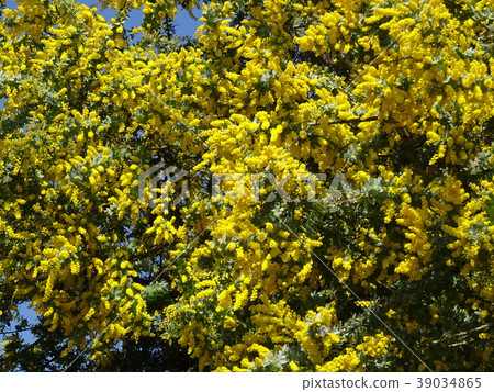 含羞草花盛開 39034865