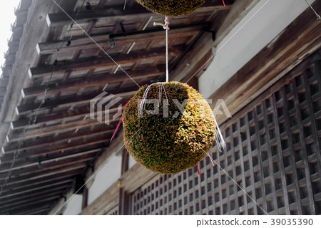 Matsuda Taisha's cedar ball-3 39035390