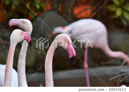 火烈鳥,臉 火烈鳥,臉 39035612