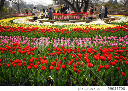 A tulip flowering rose flower park 39035708