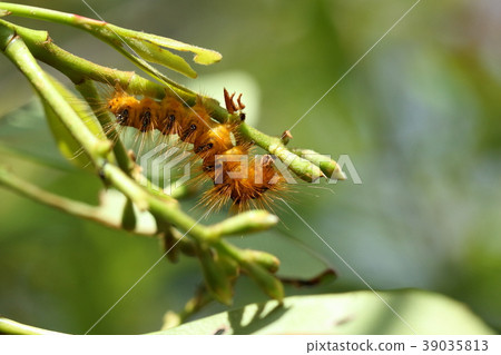 Creatures Insects It lives in Okinawa according to the name. There is a theory with the same species Creatures Insects It lives in Okinawa according to the name. There is a theory with the same species 39035813