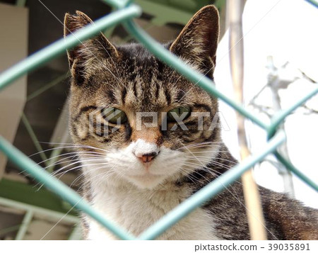Nora cat staring over a fence Nora cat staring over a fence 39035891