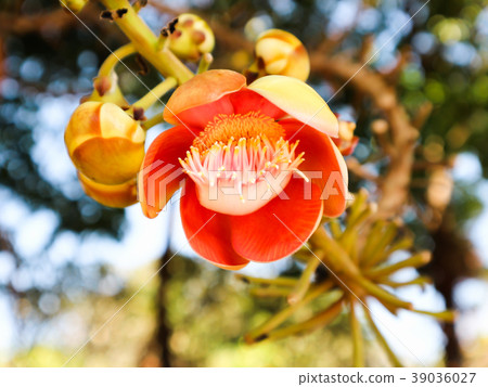 Shorea robusta flower or Sal tree flower 39036027