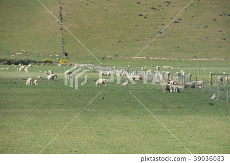«New Zealand» South Island Farm 39036083