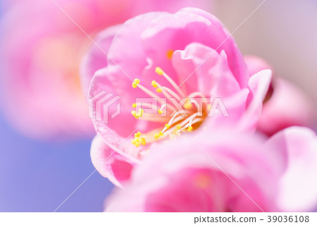 Pink plum blossoms Pink plum blossoms 39036108