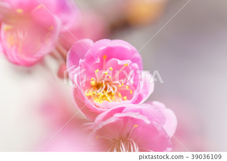 粉紅色的梅花 粉紅色的梅花 39036109