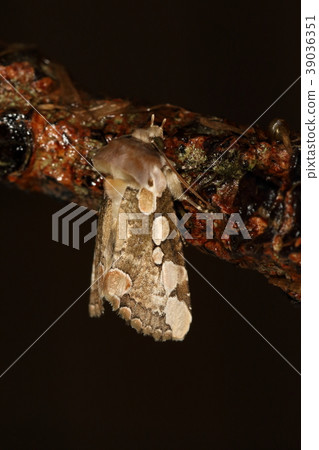 Creatures insect Kawamura togariba, subtle shades. Is it mimicking wood with lichens? Creatures insect Kawamura togariba, subtle shades. Is it mimicking wood with lichens? 39036351