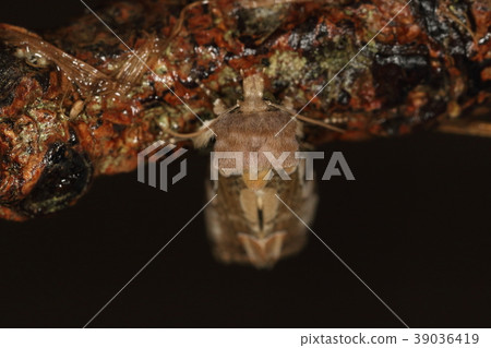 生物昆蟲Kawamura togariba，在Yamahara，3月。它似乎是一種出現在全國春季的飛蛾 39036419