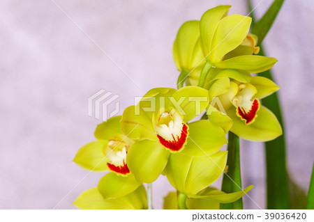 大花蕙蘭綠花 39036420