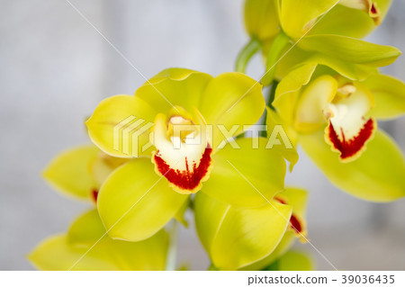 大花蕙蘭綠花 大花蕙蘭綠花 39036435