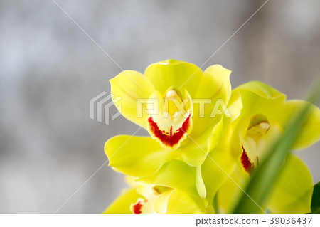 大花蕙蘭綠花 39036437