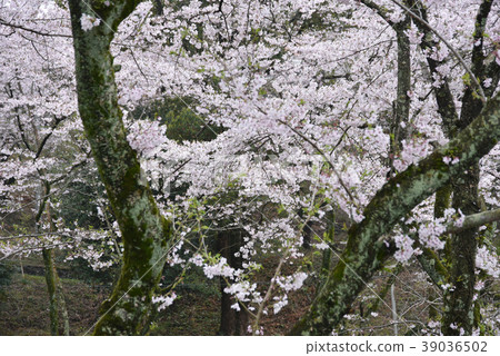 Cherry tree in full bloom  39036502