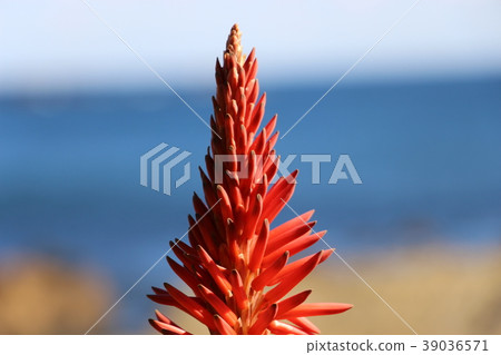 Aloe flower and blue sea Aloe flower and blue sea 39036571
