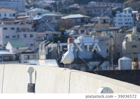 Izu Inatori fishing port and gulls Izu Inatori fishing port and gulls 39036572