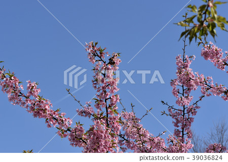 河津櫻花 39036824