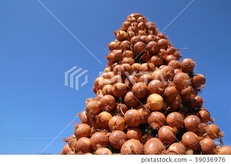 塔瑪基塔 39036976