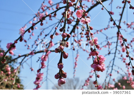 Plum blossom Plum blossom 39037361