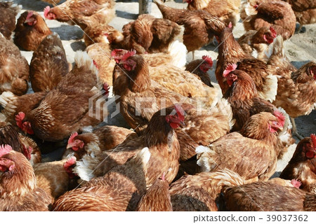 一群雞 39037362